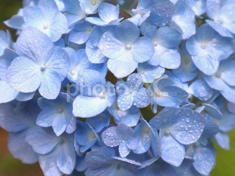 雨に濡れたブルーのあじさい あじさい,雨,雨粒の写真素材