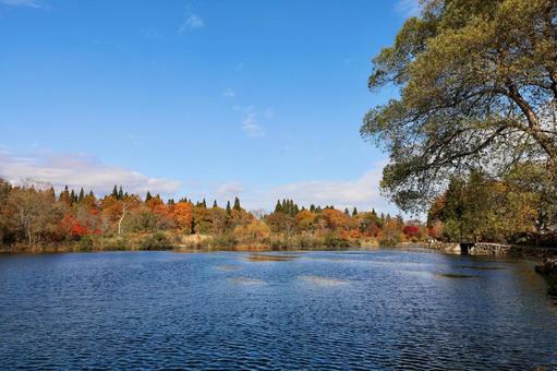 紅葉　妙高高原　いもり池 秋,自然,湖の写真素材