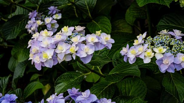 Light purple hydrangea flower macro photography, JPG Light purple hydrangea flower macro photography, JPG