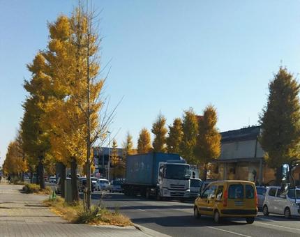 色づくイチョウの街路樹の写真