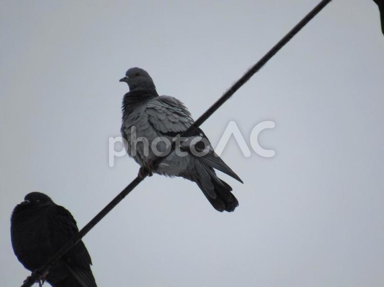 冬の鳩 鳩,ハト,電線の写真素材