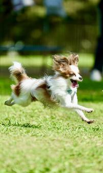 パピヨン パピヨン,papillon,ドッグランの写真素材