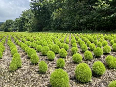 たんばらのコキア畑 たんばらのコキア畑 花,コキア,緑の写真素材