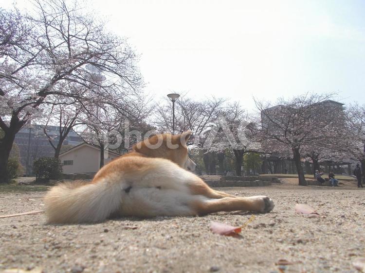 柴犬散歩、桜を眺める 柴犬,犬,桜の写真素材