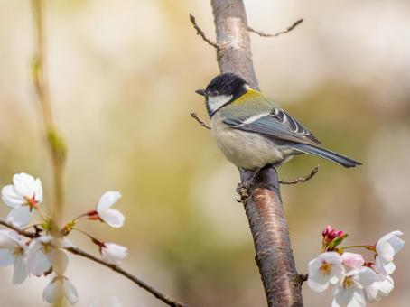 桜とシジュウカラ 桜とシジュウカラ シジュウカラ,野鳥,鳥の写真素材