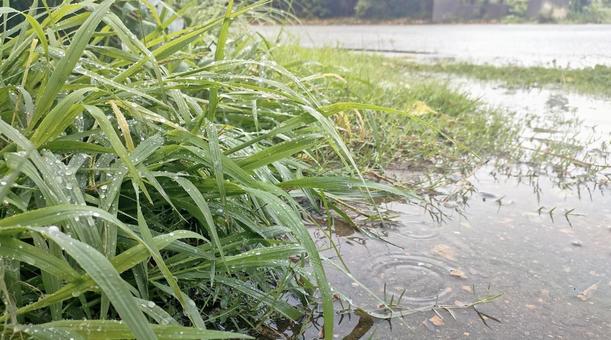 雨の道草 水たまり,草,葉の写真素材