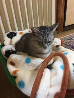 猫 猫 ペット,にゃんこ,かわいいの写真素材