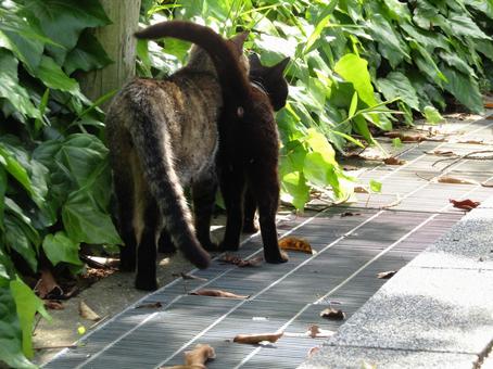 二匹ねこ2 二匹ねこ2の写真