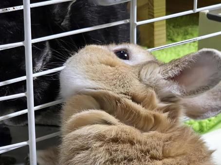 ケージの中のうさぎと外のうさぎ うさぎ,ウサギ,草食動物の写真素材
