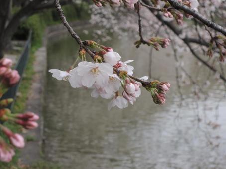 さくら 枝 さくら 枝の写真
