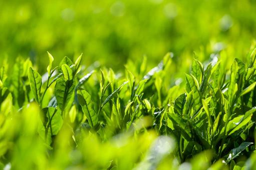 茶葉 金谷茶(静岡) 茶葉 金谷茶(静岡)の写真