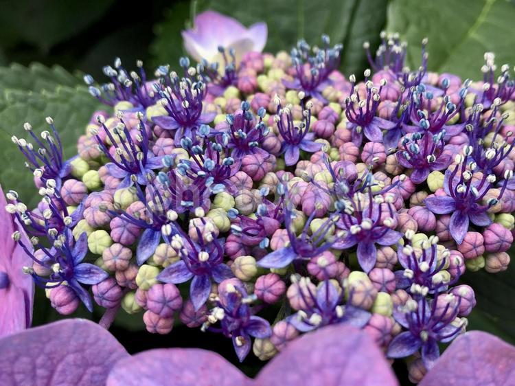 アジサイの花 アジサイ,紫陽花,花の写真素材