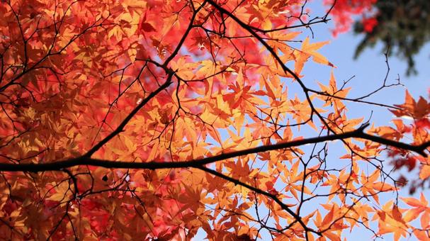 秋の紅葉 湖東三山西明寺 秋の紅葉 湖東三山西明寺 紅葉,秋,西明寺の写真素材