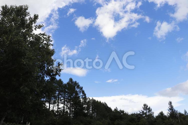 森林と空 森林,青空,雲の写真素材