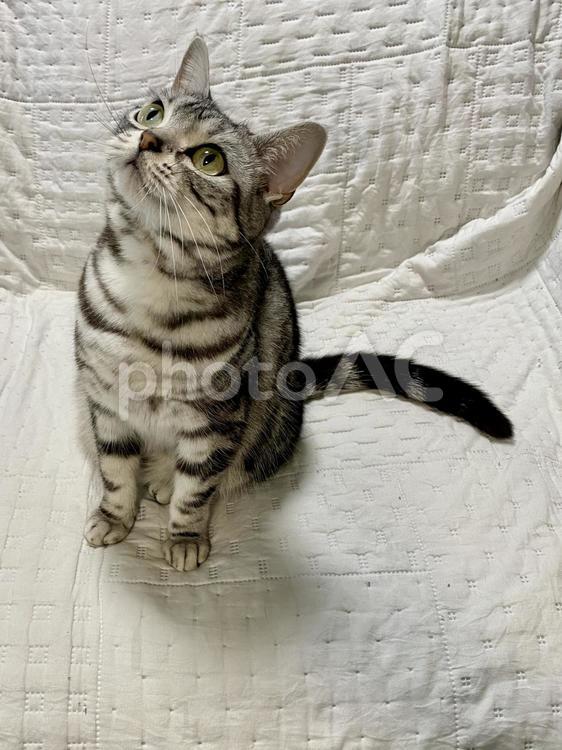 上を向くねこちゃん 猫,家猫,グレーの写真素材