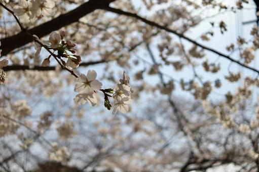 桜 1 桜 1の写真