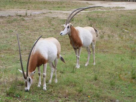 シロオリックス シロオリックス,オリックス,ウシの写真素材