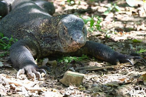 コモド国立公園~コモドドラゴン1 コモド国立公園~コモドドラゴン1 コモドドラゴン,コモドオオトカゲ,野生の写真素材
