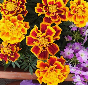 マーガレットの写真