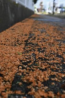 歩道に落ちたキンモクセイの花 歩道に落ちたキンモクセイの花 金木犀,キンモクセイ,秋の写真素材