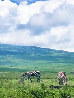 サファリで食事中のシマウマ アフリカ,サファリ,タンザニアの写真素材