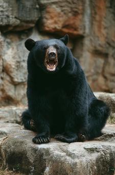 野生を感じさせるクマの表情 野生を感じさせるクマの表情の写真