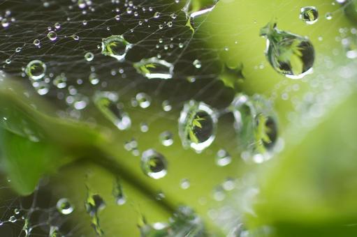 Spider web and water drops, JPG