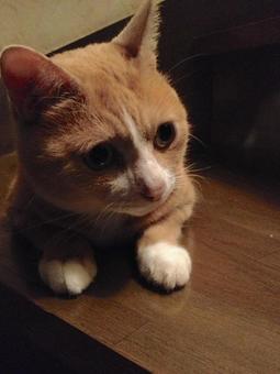 考える猫の写真