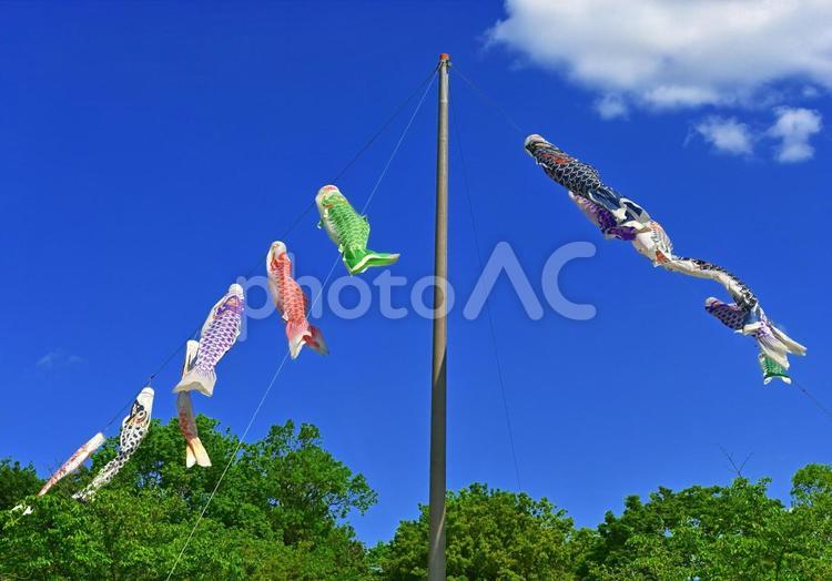 風に吹かれるこいのぼり こいのぼり,鯉のぼり,5月の写真素材