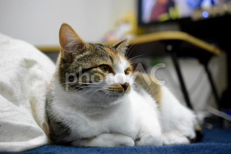 カーペットの上でくつろぐ三毛猫 猫,ネコ,ねこの写真素材