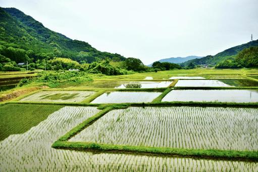 田植えが済んだ山里の水田 田植え,稲,水田の写真素材
