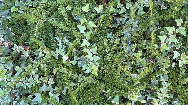 様々な種類のグリーン背景 グリーン,植物,緑の写真素材