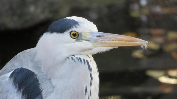 アオサギ アオサギ,鳥,野鳥の写真素材