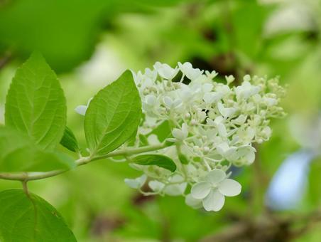 ミナヅキの花 ミナヅキの花 ミナヅキ,水無月,花の写真素材