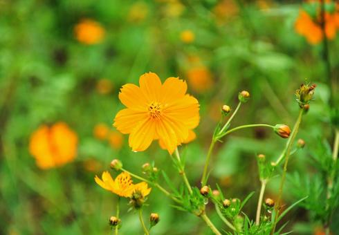 黄色の花 黄色の花の写真