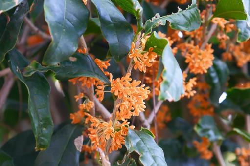 満開の金木犀の花 満開,金木犀,花の写真素材