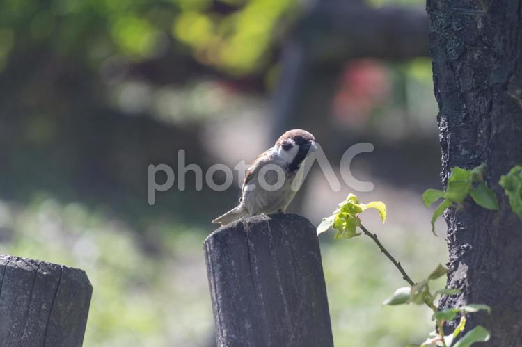 晴れた日のスズメ 雀,スズメ,小鳥の写真素材