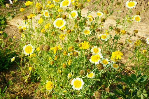 満開の春菊の花 満開の春菊の花の写真