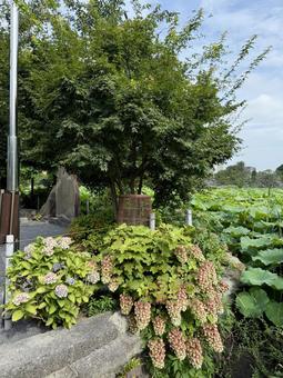 Photo, kashiwaba hydrangea, hydrangea, ueno, 