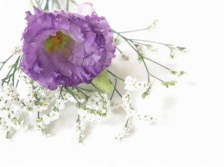 トルコキキョウの花 トルコキキョウの花 トルコキキョウ,花,植物の写真素材