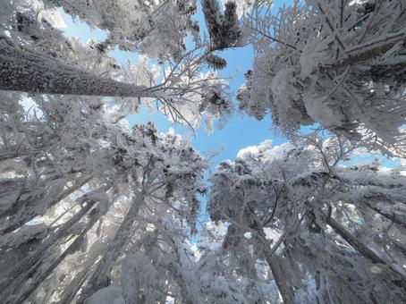 雪景色の登山道(北横岳) 雪景色の登山道(北横岳)の写真