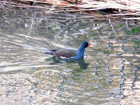 12月、川の中を泳ぐバン バン,鳥,野鳥の写真素材