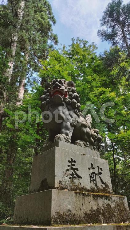 戸隠神社狛犬 森,森林,並木の写真素材