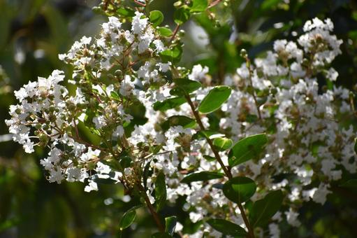 Crape myrtle, JPG Crape myrtle, JPG