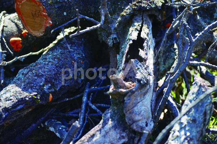 枯れ木 秋,森,森林の写真素材