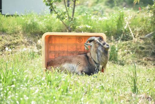 ヤギ ヤギの写真