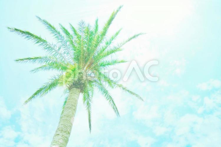 椰子の木の背景（１） ヤシ,ヤシの木,椰子の写真素材