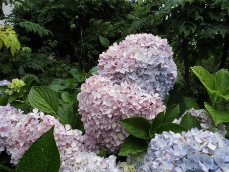 あじさい あじさい あじさい,花,紫陽花の写真素材