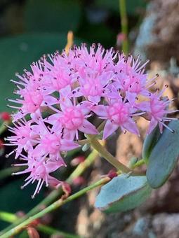 弁慶草　ピンク ピンクの花,ミセバヤ,弁慶草の写真素材