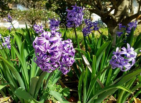 Hyacinth, JPG Hyacinth, hyacinth, purple, purple flowers, JPG
